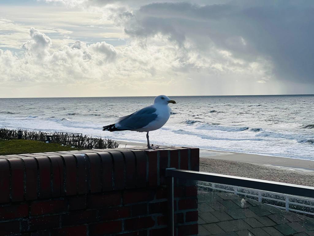 Möwe sitzt auf einer Mauer mit Blick auf Strand und das Meer
